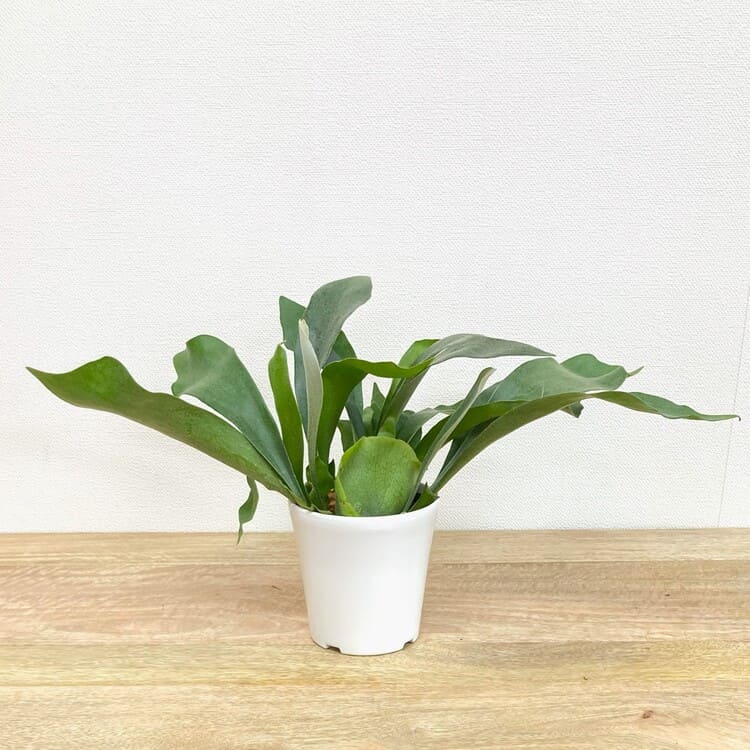 コウモリラン・ネザーランド