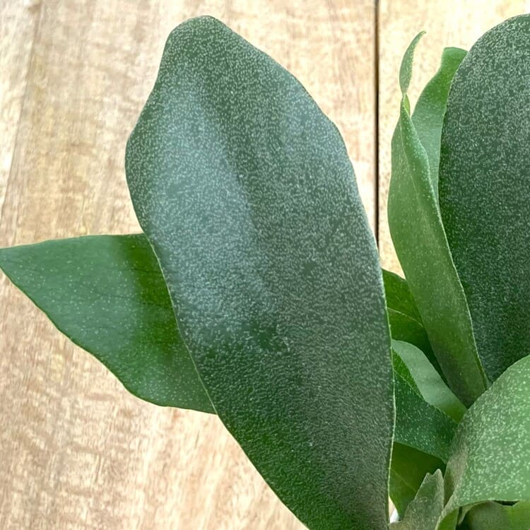 コウモリラン・ネザーランド