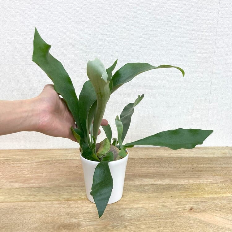 コウモリラン・ネザーランド