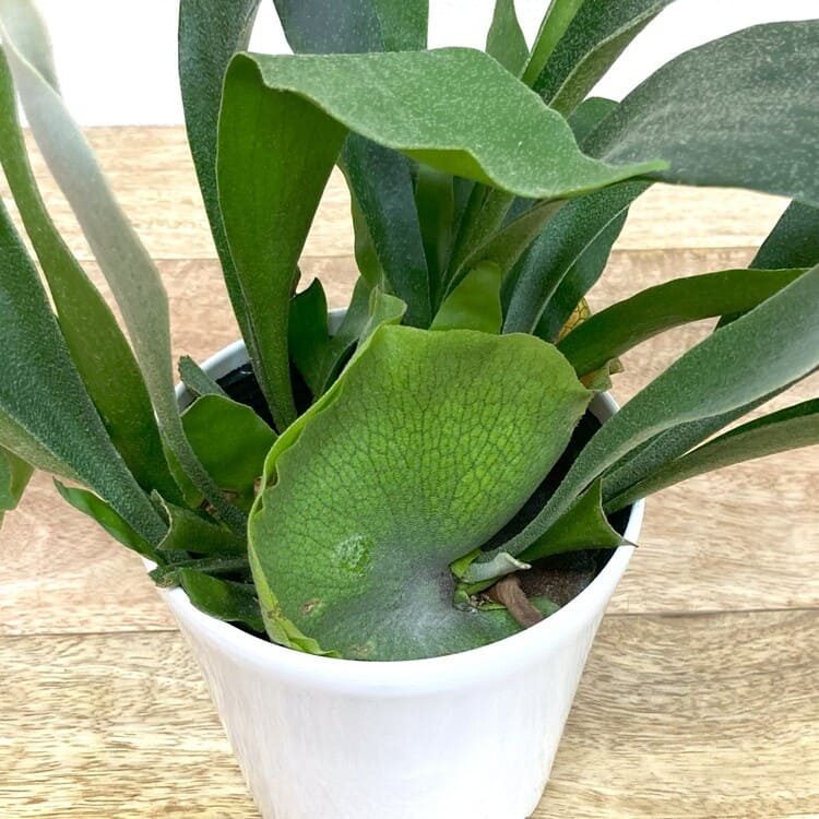 コウモリラン・ネザーランド