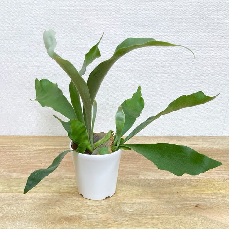 コウモリラン・ネザーランド