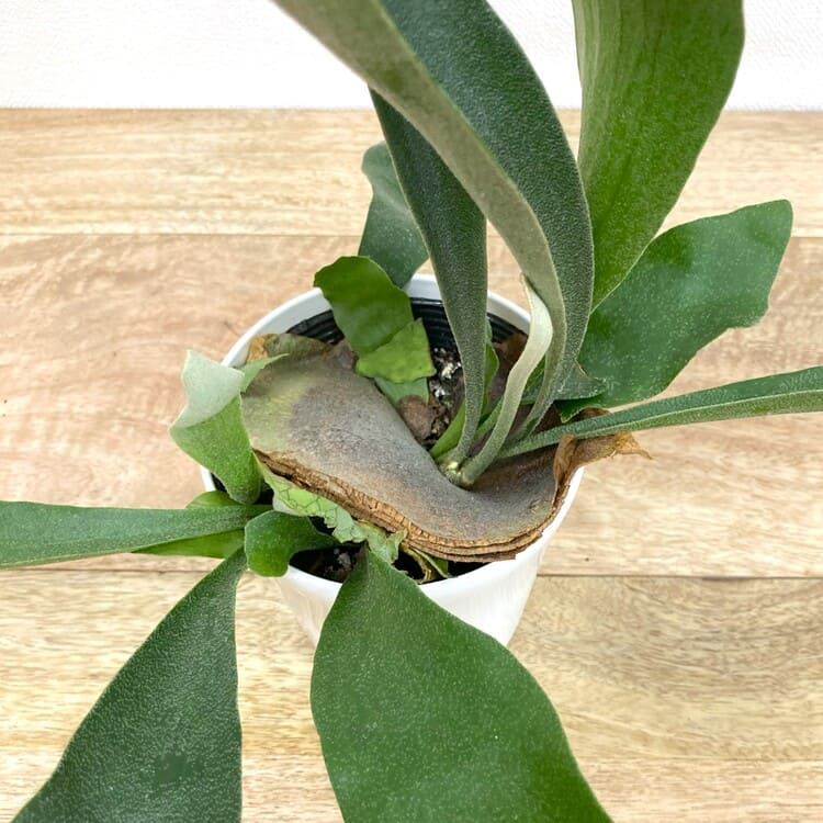 コウモリラン・ネザーランド