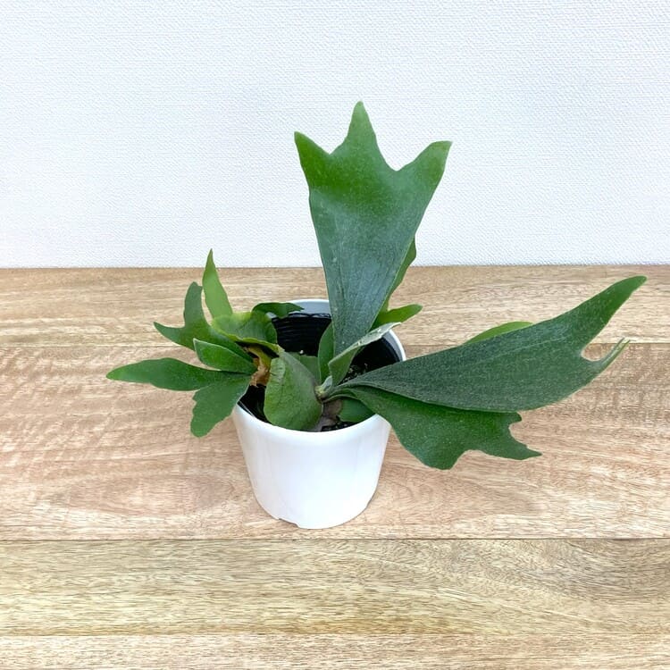 コウモリラン・アルシコルネ