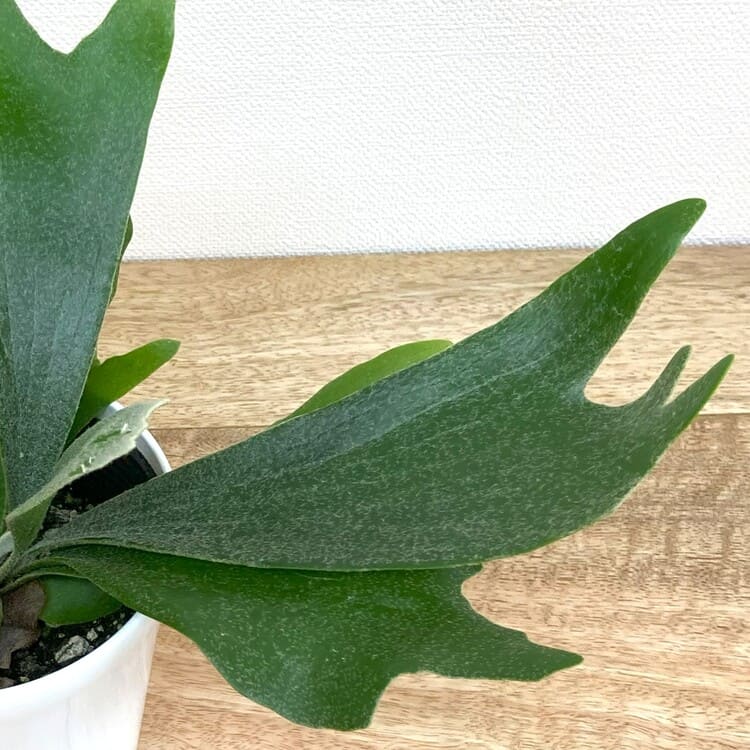 コウモリラン・アルシコルネ