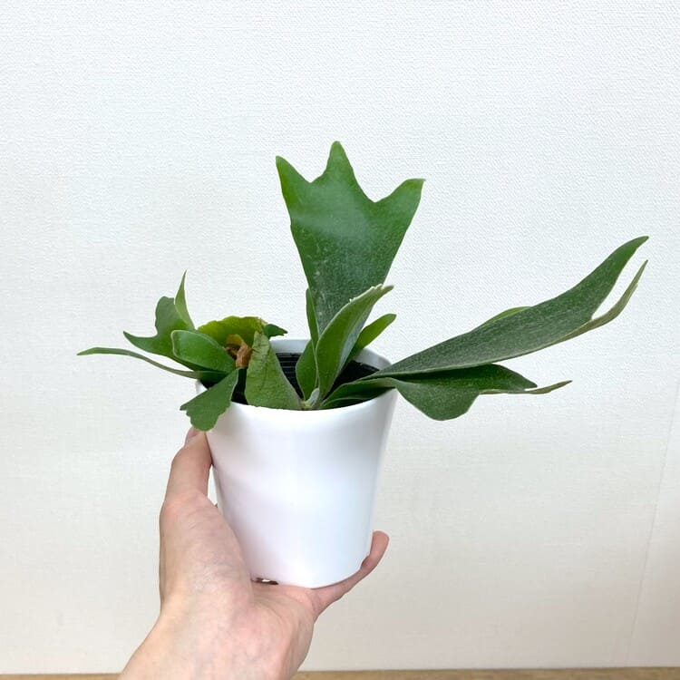 コウモリラン・アルシコルネ