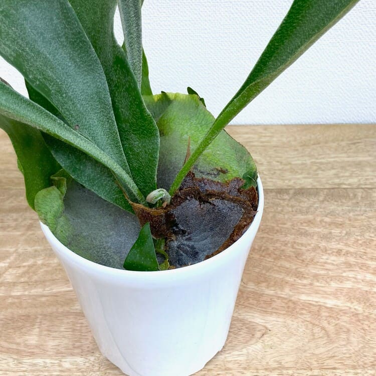 コウモリラン・アルシコルネ