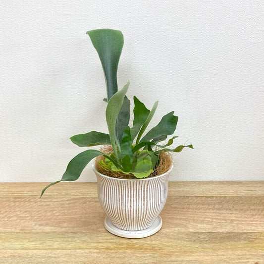 コウモリラン・ネザーランド + MM083-160