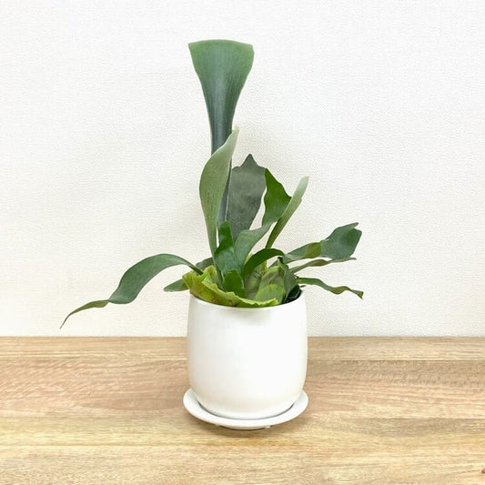 コウモリラン・ネザーランド + GP101-130