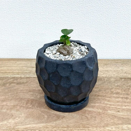 亀甲竜 + UN448-100