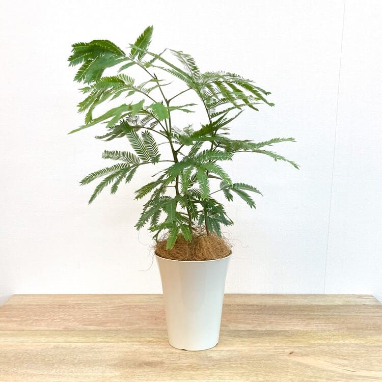 エバーフレッシュ L