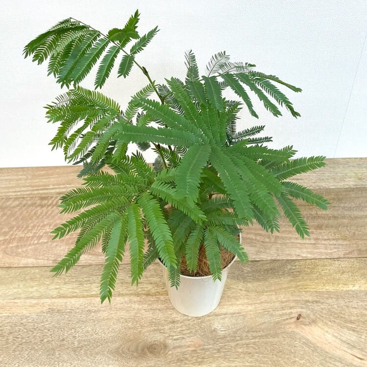 エバーフレッシュ L