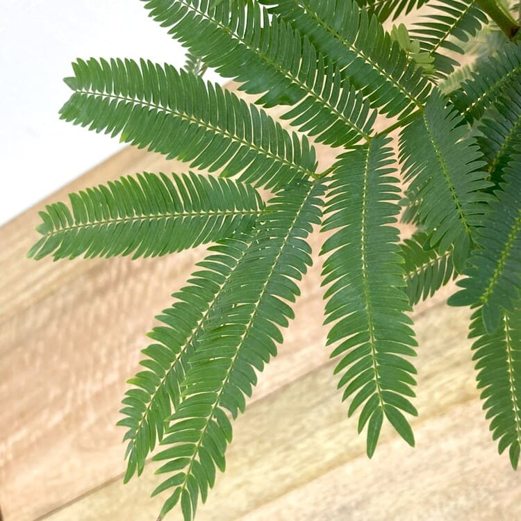 エバーフレッシュ L