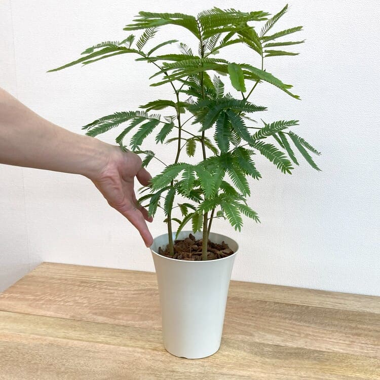 エバーフレッシュ L