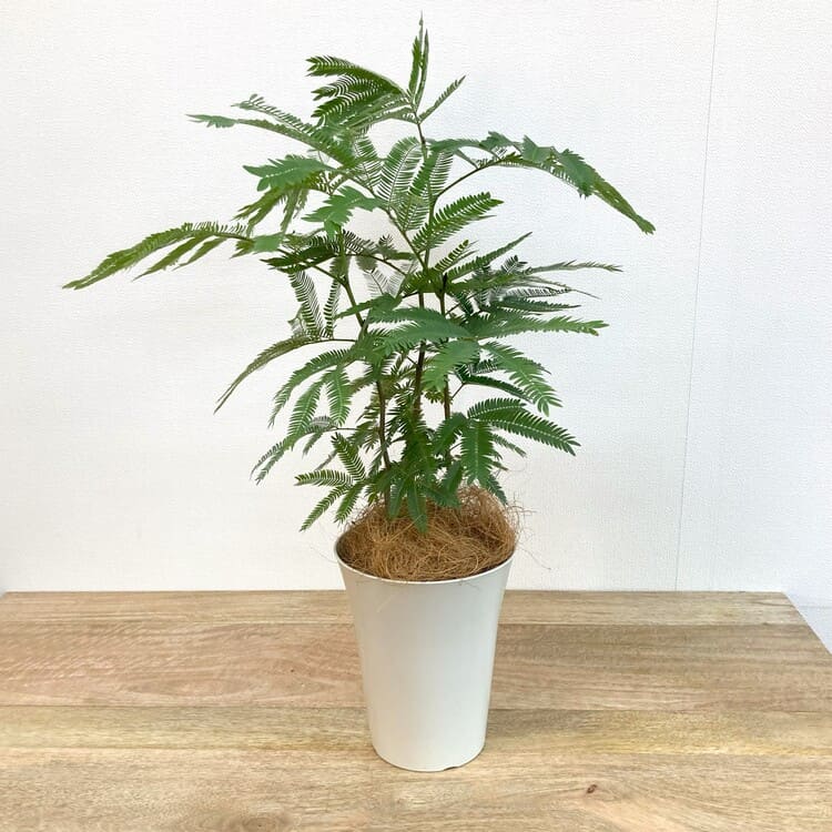 エバーフレッシュ L