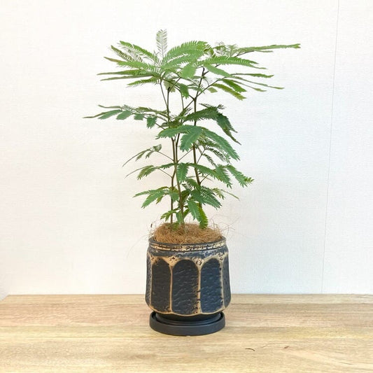 エバーフレッシュ L + GP118-180