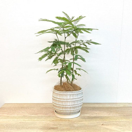 エバーフレッシュ L + GP108-180