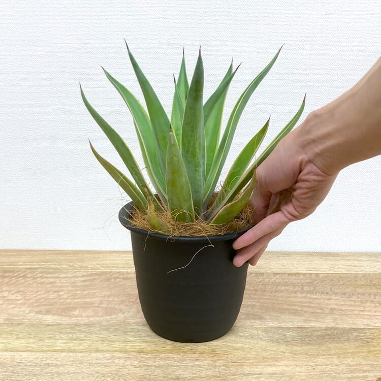 アガベ・ベネズエラ