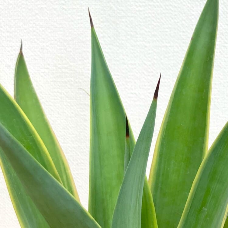 アガベ・ベネズエラ