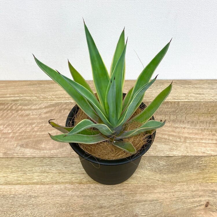 アガベ・ベネズエラ