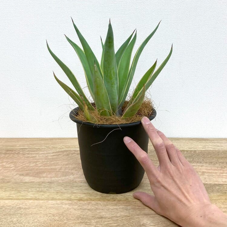 アガベ・ベネズエラ