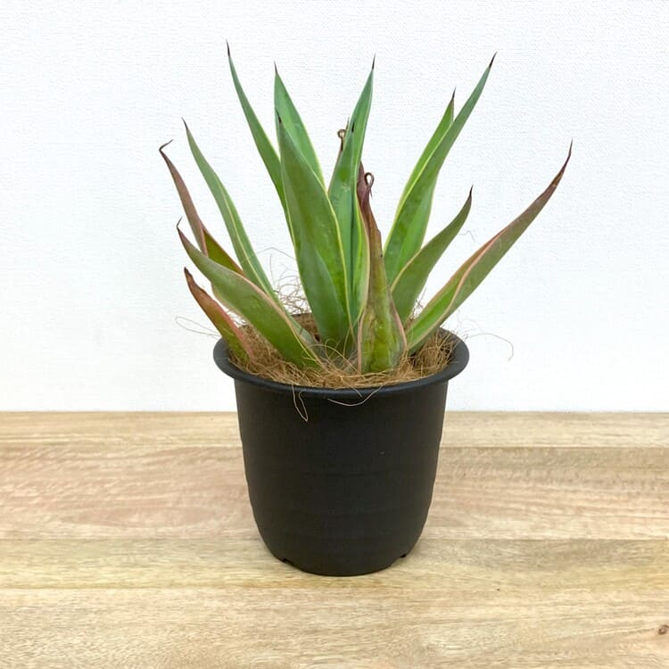 アガベ・ベネズエラ