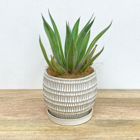 アガベ・ベネズエラ + GP108-180