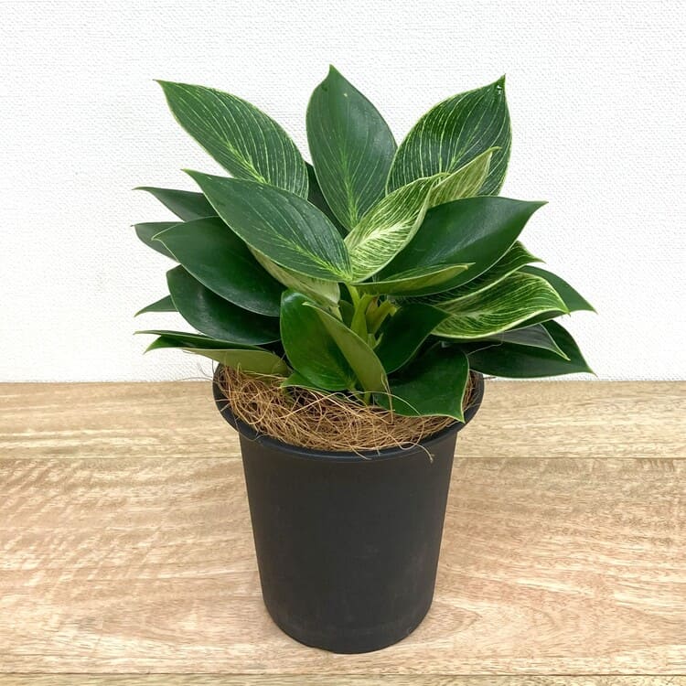 フィロデンドロン・バーキン M