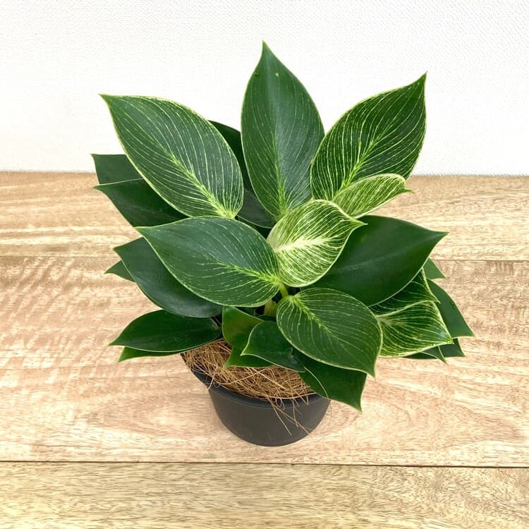 フィロデンドロン・バーキン M