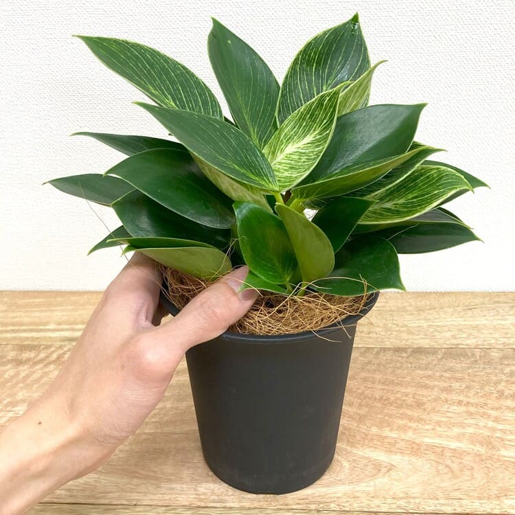 フィロデンドロン・バーキン M