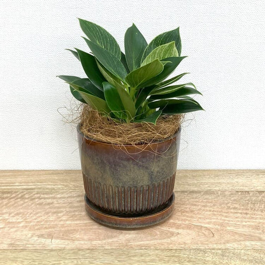 フィロデンドロン・バーキン M + YD011-150