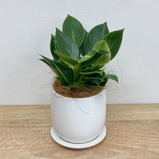 フィロデンドロン・バーキン M + GP101-130