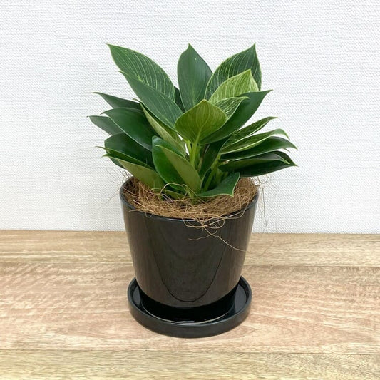 フィロデンドロン・バーキン M + MM065-135