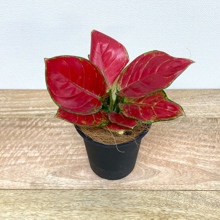 アグラオネマ・ビューティー