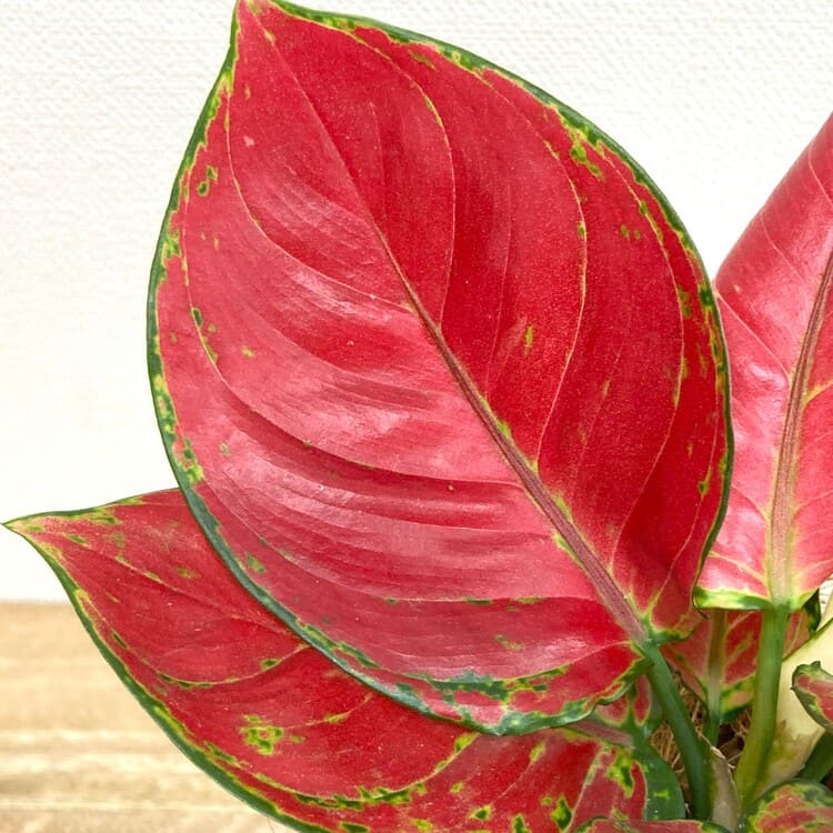 アグラオネマ・ビューティー