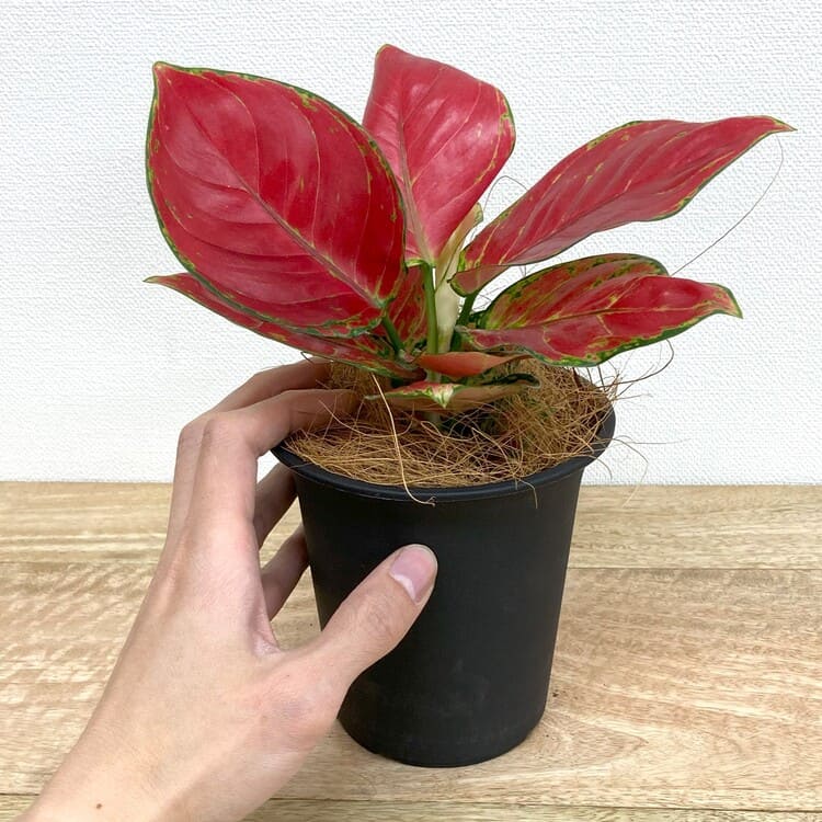 アグラオネマ・ビューティー