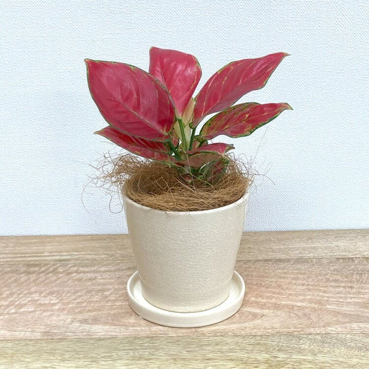 アグラオネマ・ビューティー + MM065-135