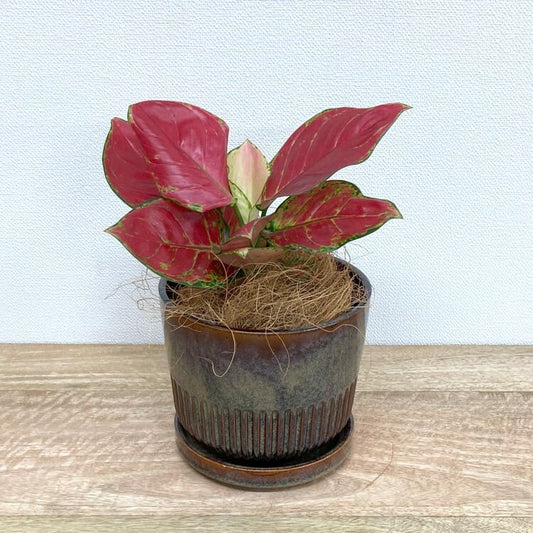 アグラオネマ・ビューティー + YD011-150