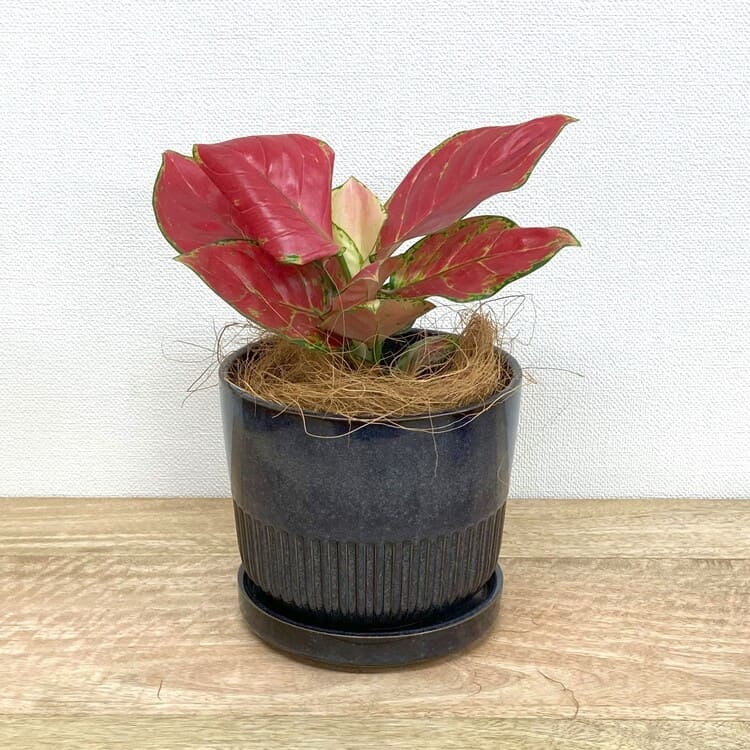 アグラオネマ・ビューティー + YD011-150 – 鉢人Green