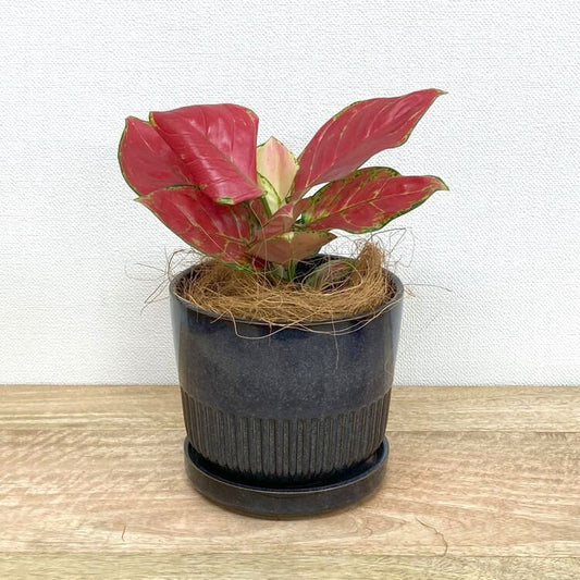 アグラオネマ・ビューティー + YD011-150