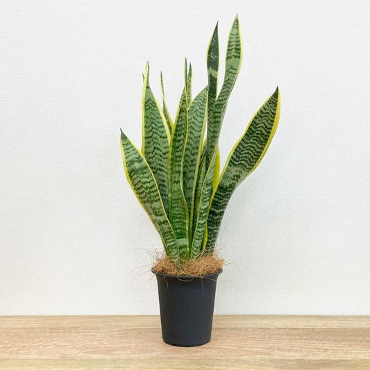 サンスベリア・ローレンチー M