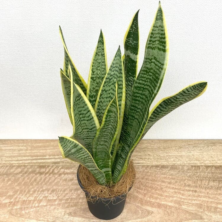 サンスベリア・ローレンチー M