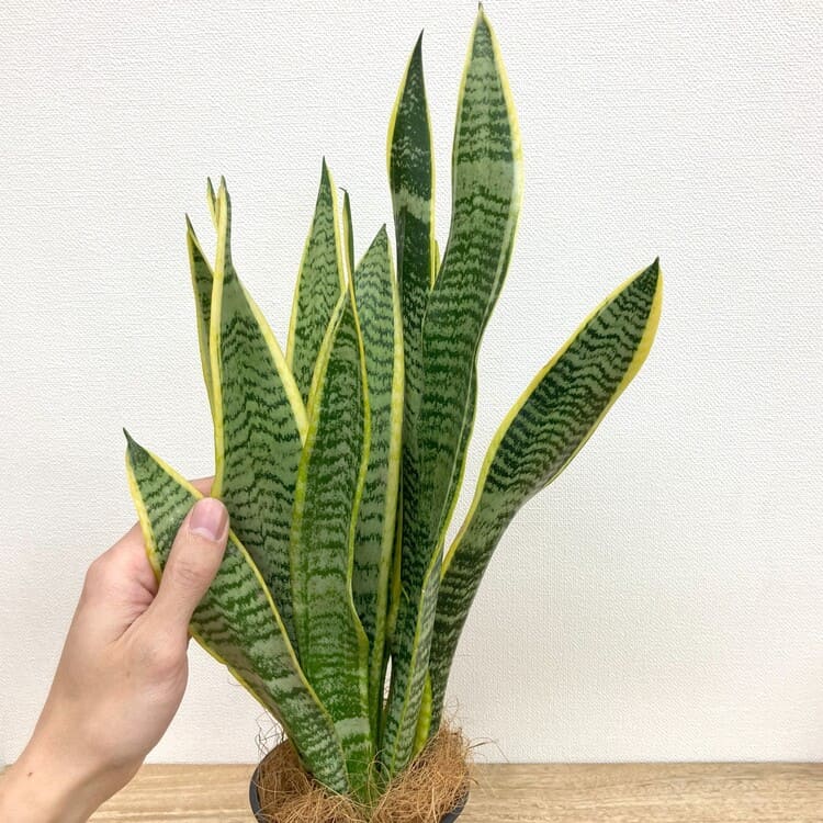 サンスベリア・ローレンチー M