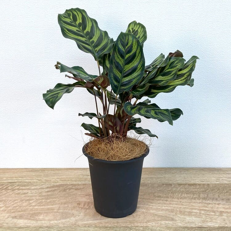 カラテア・マコヤナ M