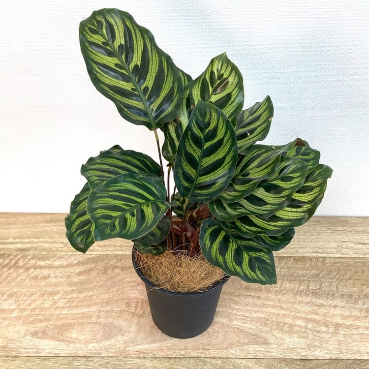 カラテア・マコヤナ M