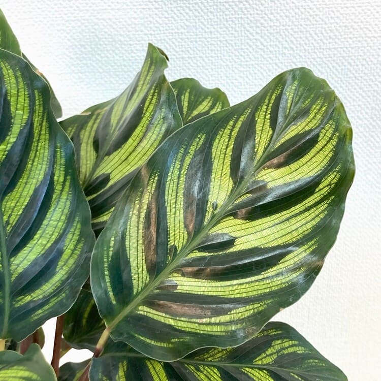 カラテア・マコヤナ M