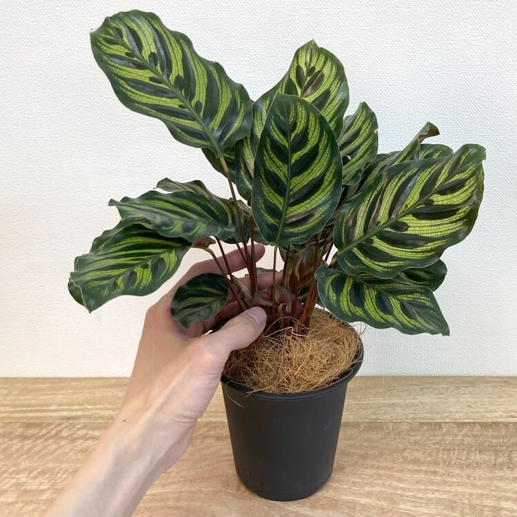 カラテア・マコヤナ M