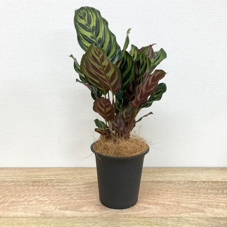 カラテア・マコヤナ M