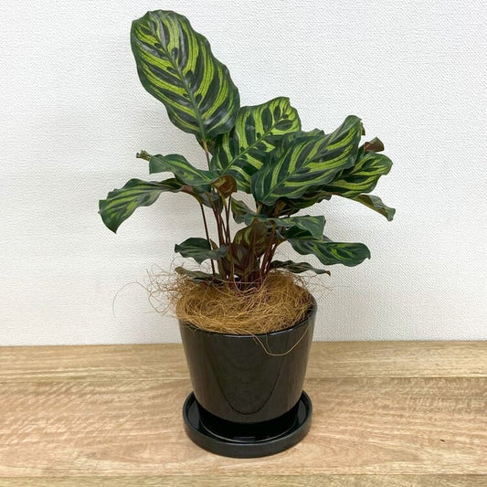 カラテア・マコヤナ + MM065-135