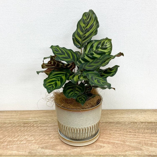 カラテア・マコヤナ + YD011-150