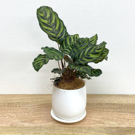 カラテア・マコヤナ + GP101-130